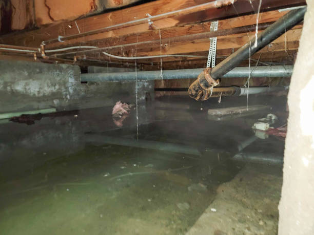 Best Local water damage restoration  in Platteville, CO